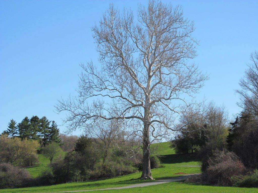 Chase Farm London Plantree