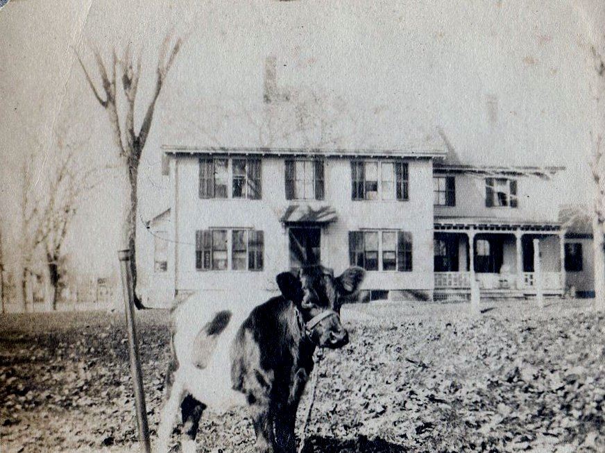 Chase Farm House with cow (2)