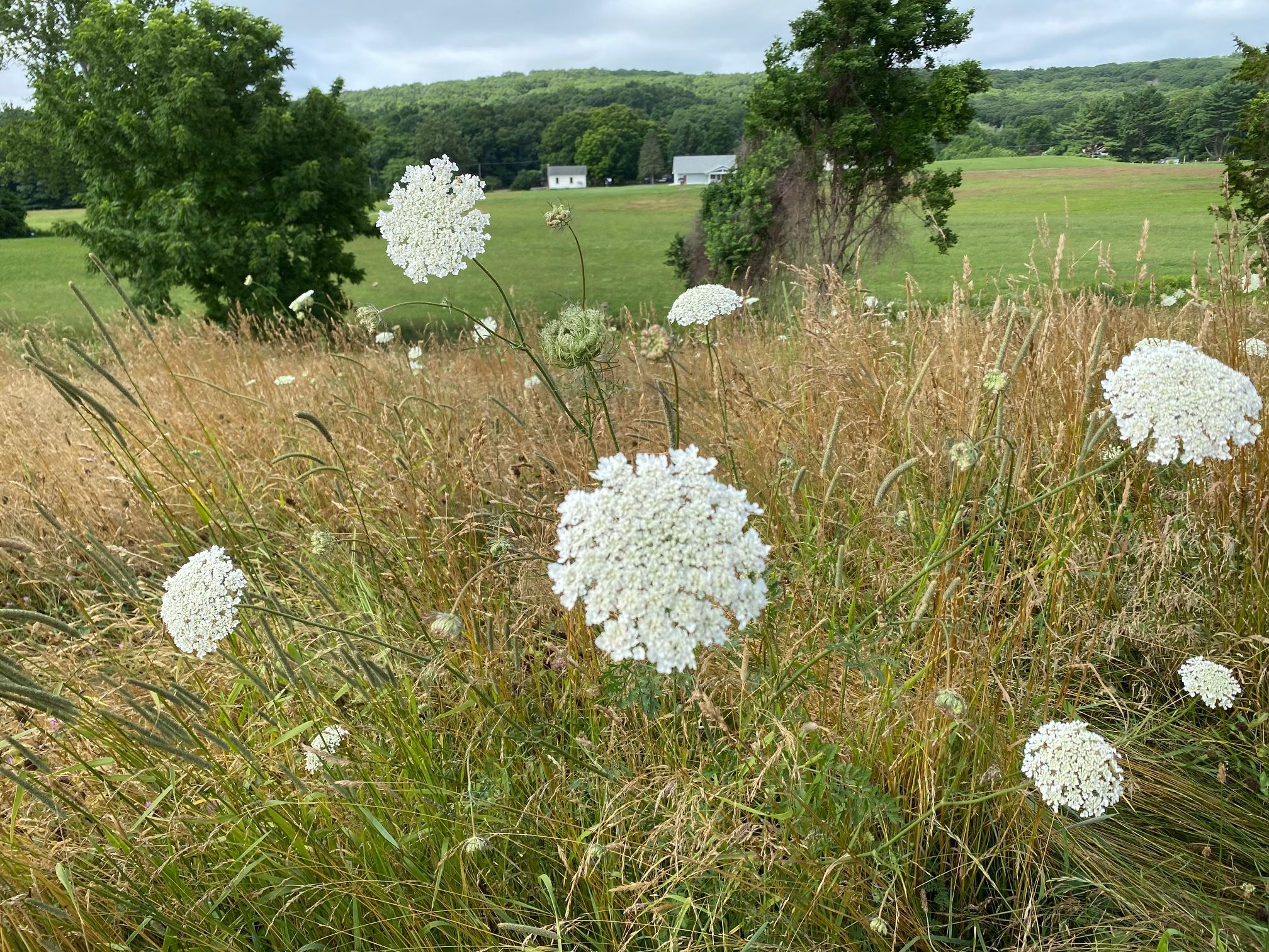 IMG_2143 summer at chase farm[325]